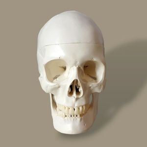 Human Skull Life Size Replica Medical Anatomy